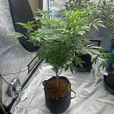 GSxGC growlog timeline photo