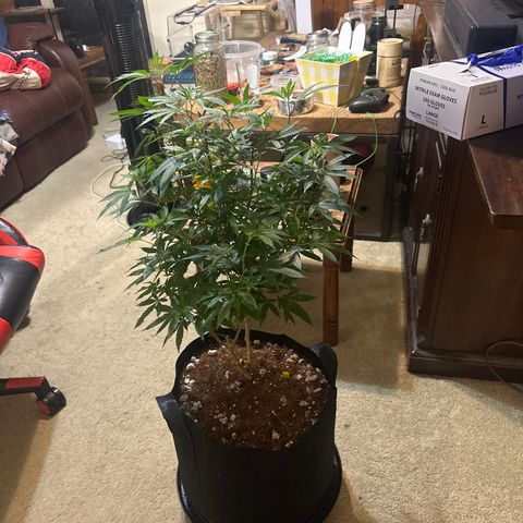 SR growlog timeline photo