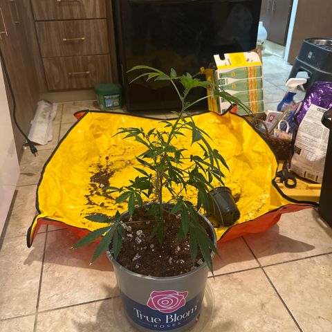 GSC3 growlog timeline photo