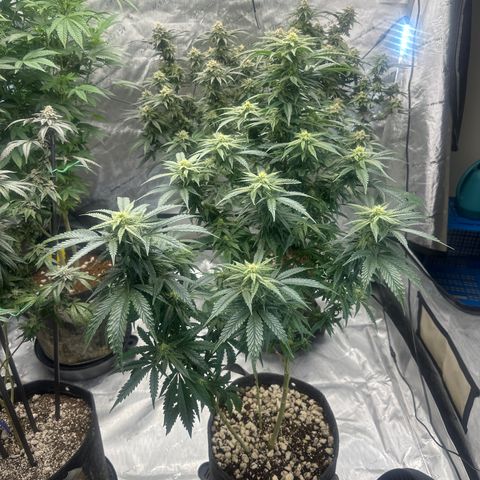 SF growlog timeline photo