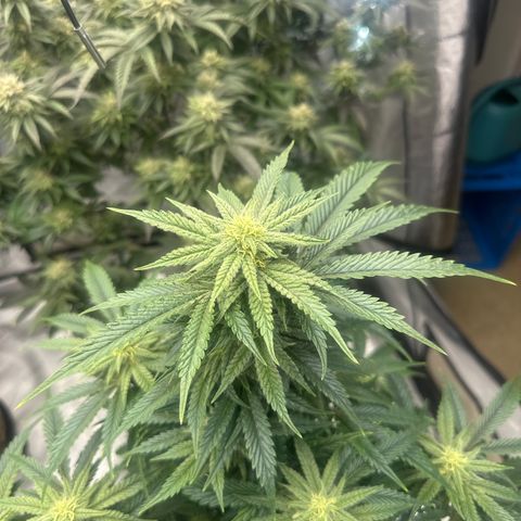 SF growlog timeline photo