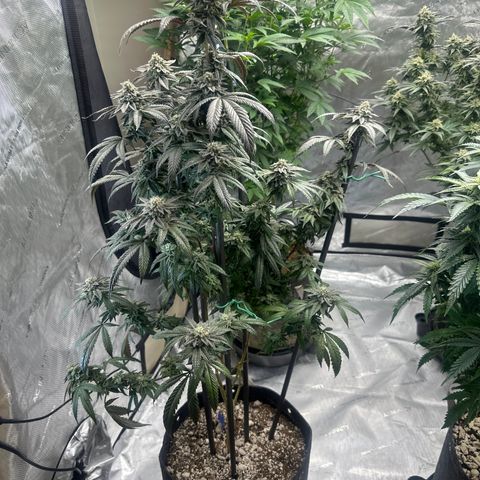 HS2 growlog timeline photo