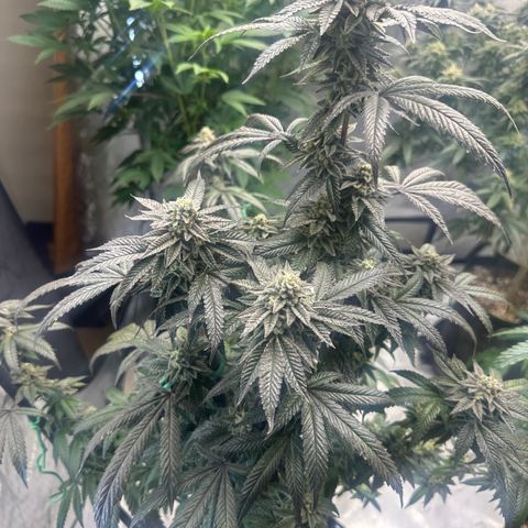 HS2 growlog timeline photo