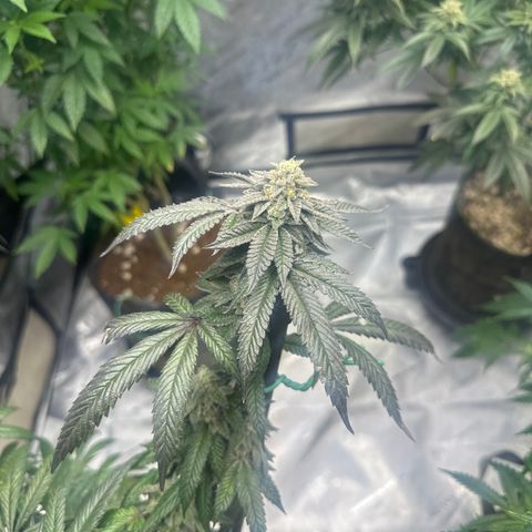 HS2 growlog timeline photo