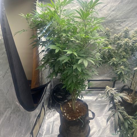 GSxGC growlog timeline photo