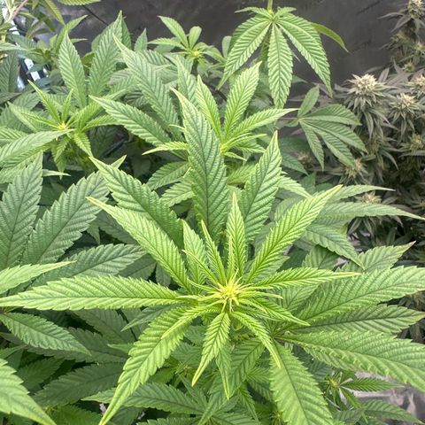 GSxGC growlog timeline photo