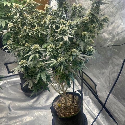 JD2 growlog timeline photo