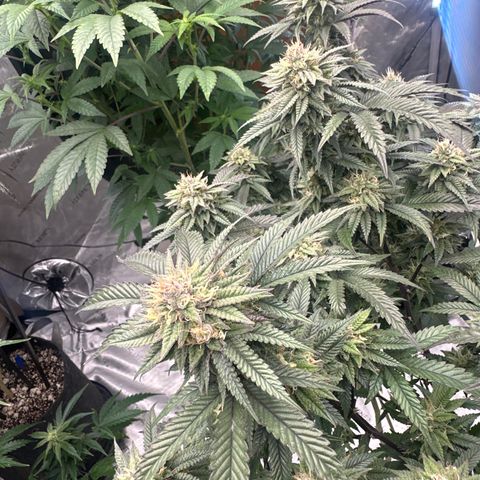 JD2 growlog timeline photo