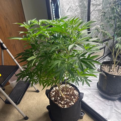 SR growlog timeline photo