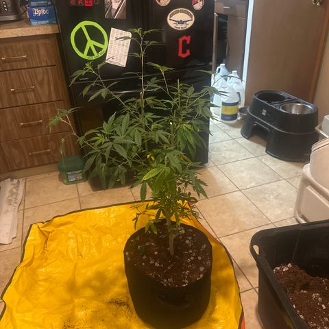 FG2 growlog timeline photo