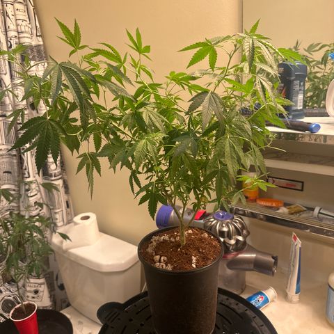 KK growlog timeline photo