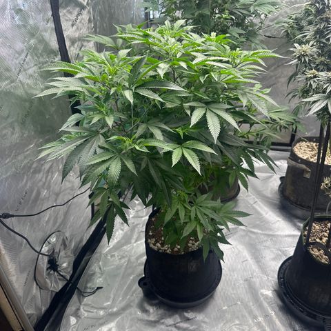 SR growlog timeline photo