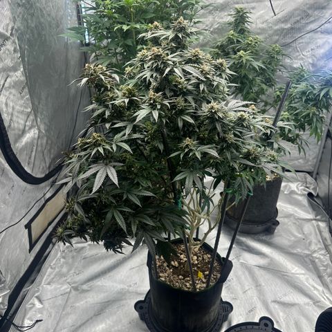 JD2 growlog timeline photo