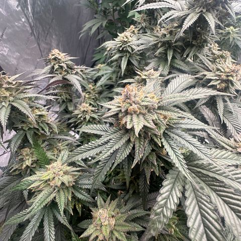 JD2 growlog timeline photo