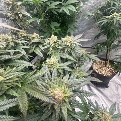 JD2 growlog timeline photo