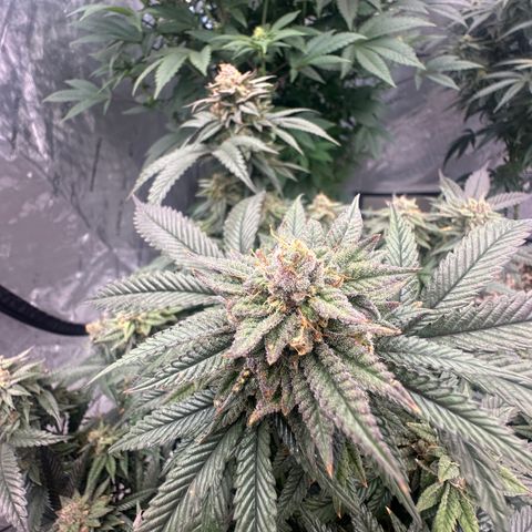 JD2 growlog timeline photo