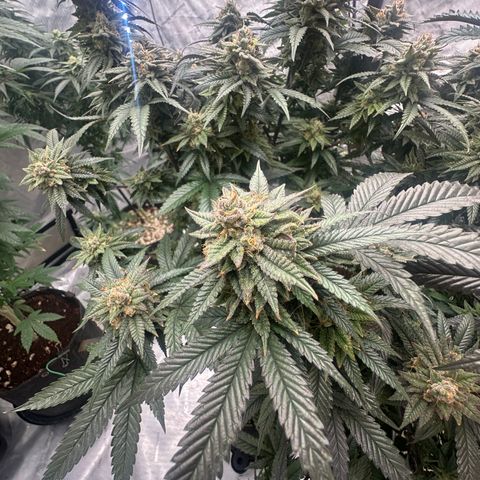 JD2 growlog timeline photo