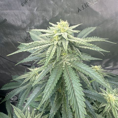 SF growlog timeline photo