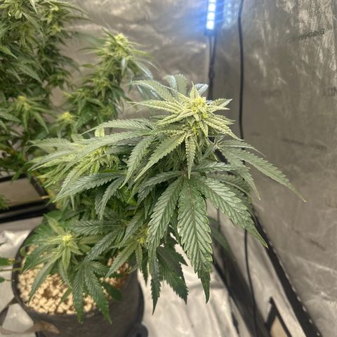 SF growlog timeline photo