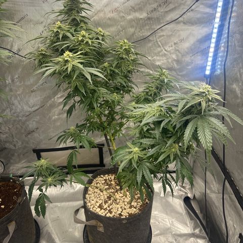 SF growlog timeline photo
