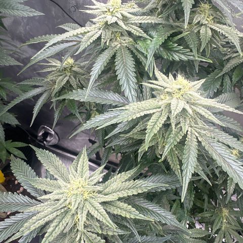 SF growlog timeline photo