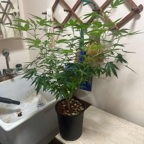 KK growlog timeline photo