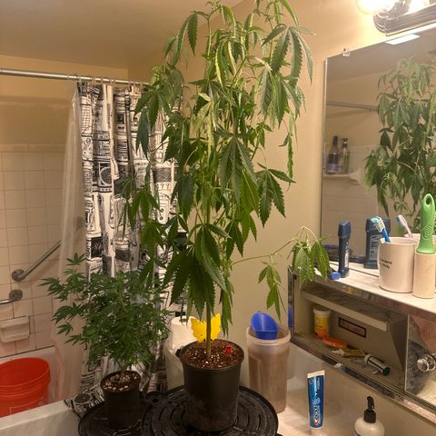 BoC  growlog timeline photo