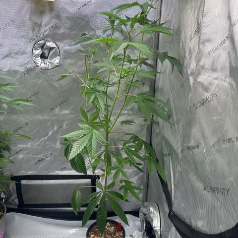 CB growlog timeline photo