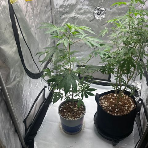 GSC3 growlog timeline photo