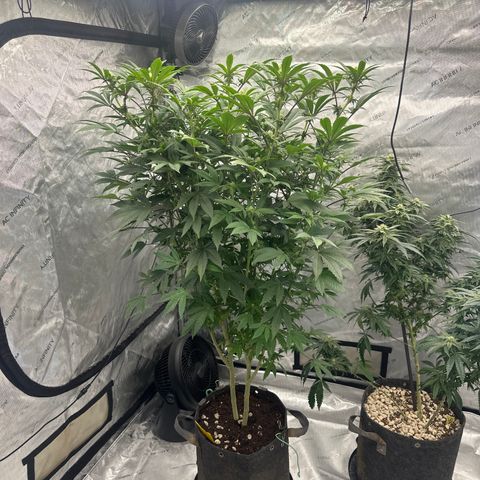 GSxGC growlog timeline photo