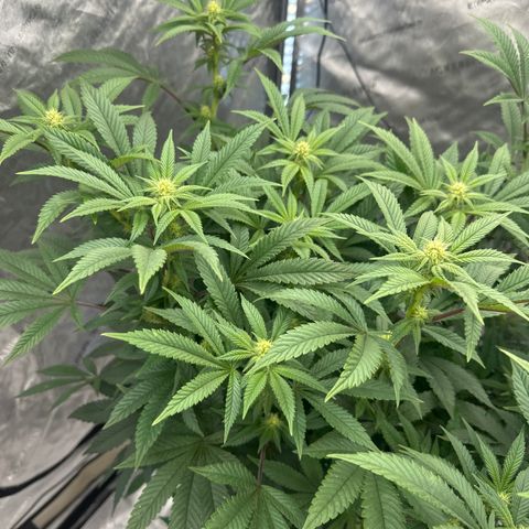 GSxGC growlog timeline photo