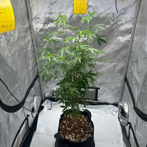 FG2 growlog timeline photo