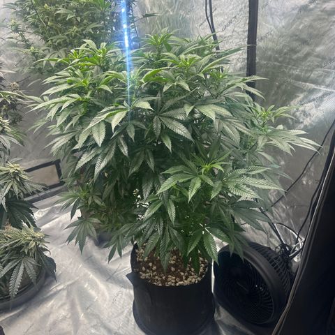 SR growlog timeline photo
