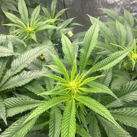 SR growlog timeline photo