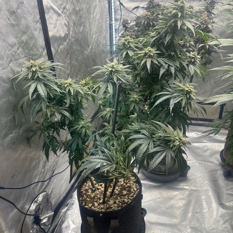 SF growlog timeline photo