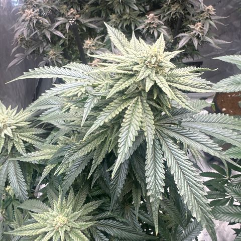 SF growlog timeline photo