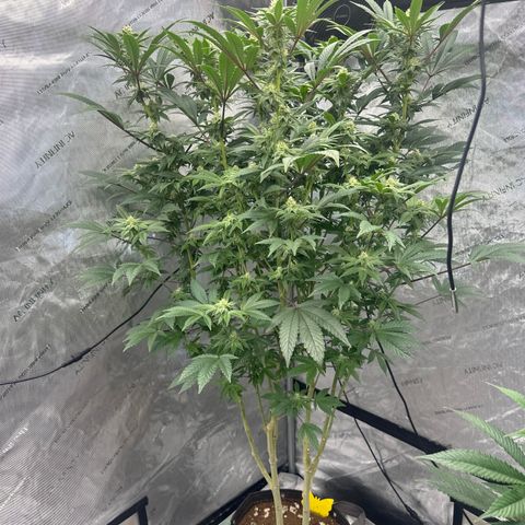 GSxGC growlog timeline photo