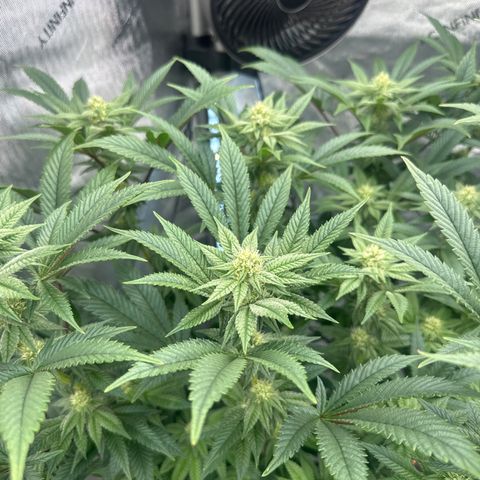 GSxGC growlog timeline photo