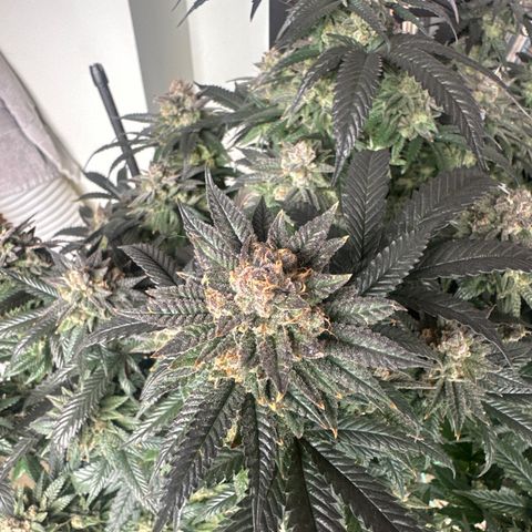 JD2 growlog timeline photo