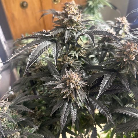 JD2 growlog timeline photo