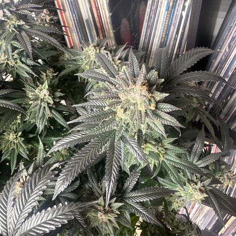 JD2 growlog timeline photo