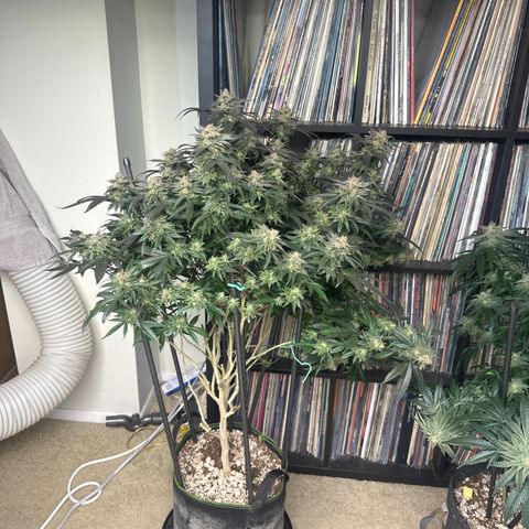 JD2 growlog timeline photo
