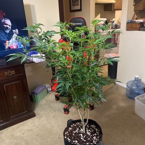 FG2 growlog timeline photo