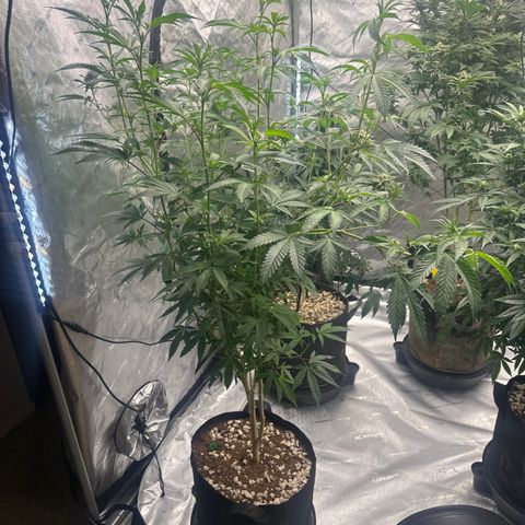 FG2 growlog timeline photo