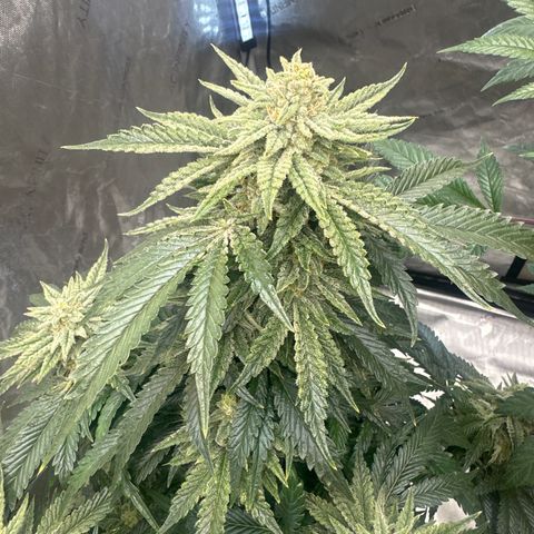 SF growlog timeline photo
