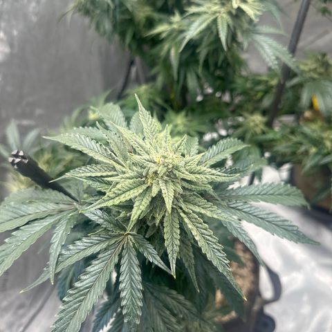 SF growlog timeline photo