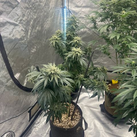 SF growlog timeline photo