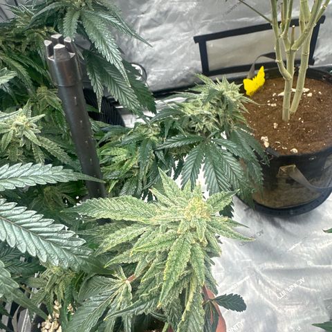 SF growlog timeline photo