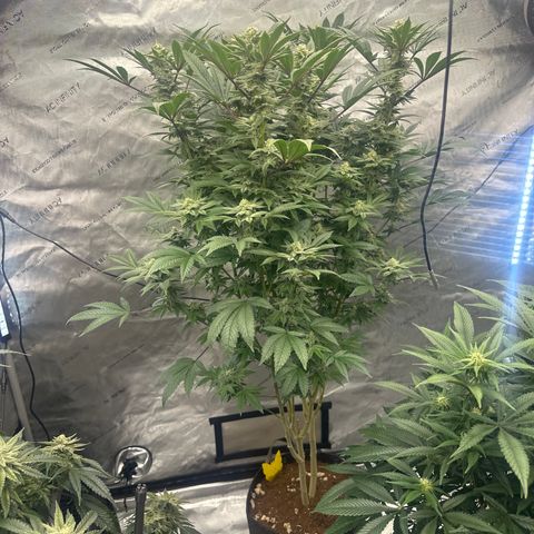 GSxGC growlog timeline photo