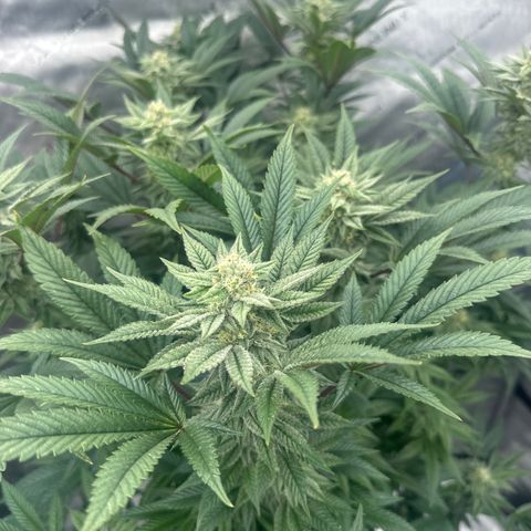 GSxGC growlog timeline photo